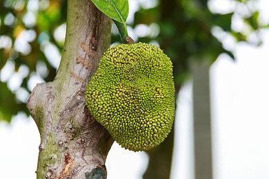 《星际小队》Steam限时免费发布 宇宙战争模拟名作